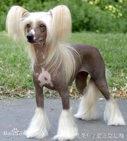 狗狗可愛圖片大全（狗狗圖片大全可愛圖片）