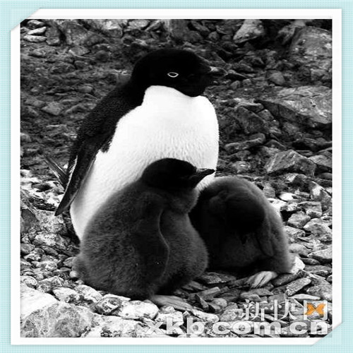 阿米尼和台铃电动车怎么样（阿米尼电动车怎么样）