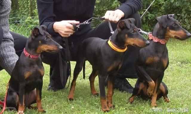 狗狗可愛圖片大全（狗狗圖片大全可愛圖片）