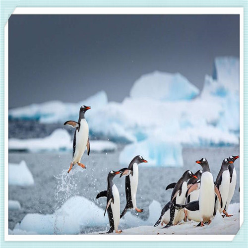 文竹的寓意（文竹的寓意和象征）