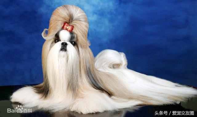 狗狗可愛圖片大全（狗狗圖片大全可愛圖片）