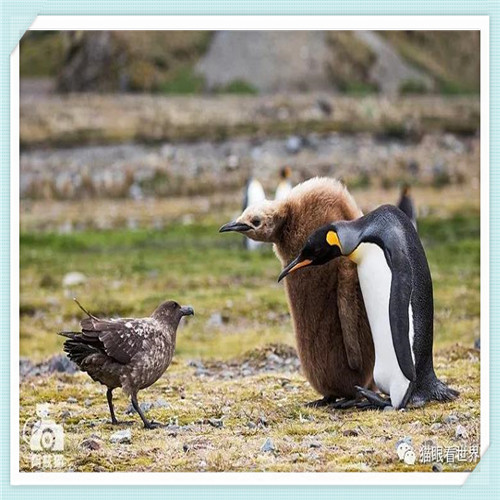 腾务资源管理网（中国资源管理网）