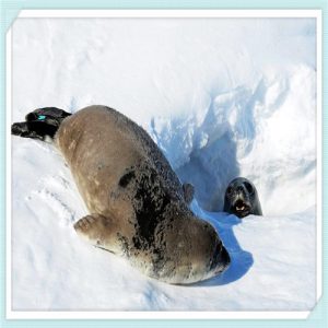 奇瑞出租车版艾瑞泽5怎么样（奇瑞出租车版艾瑞泽5图片）-华海博客