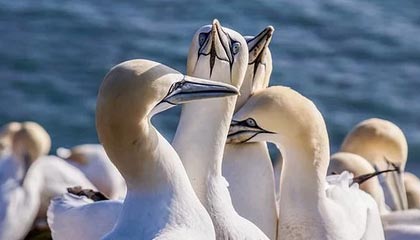 黄金的作用和功效是什么（黄金的用途和作用）-华海博客