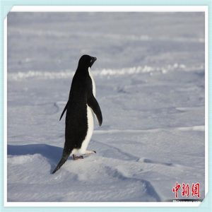 支付宝建信养老飞（支付宝建信养老飞越368）-华海博客