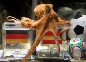 南非世界杯2010冠军（又是一年世界杯之2010南非世界杯）-华海博客