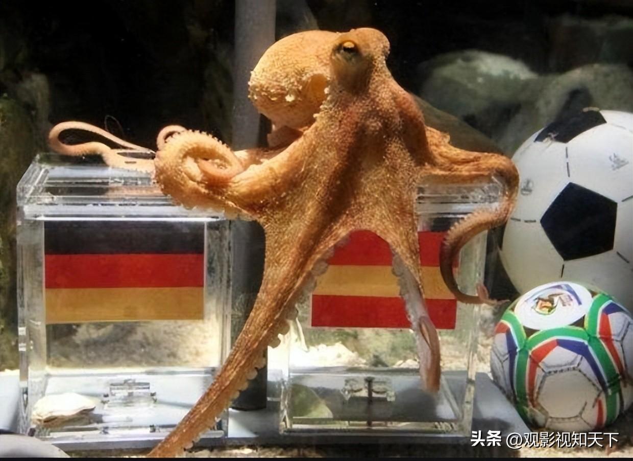 南非世界杯2010冠军(又是一年世界杯之2010南非世界杯)