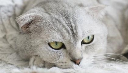 黄金手镯价格表（黄金手镯回收价格）-华海博客