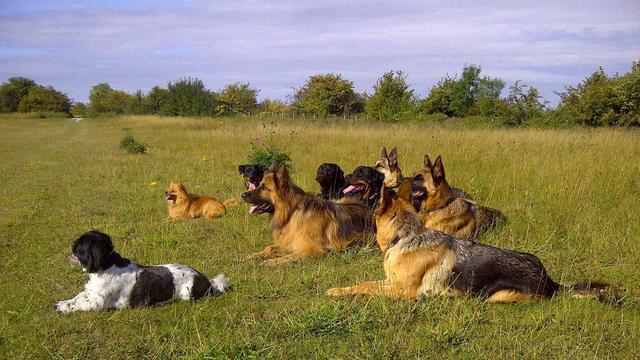 狗狗訓練方法有哪些（狗狗基本訓練有哪些）