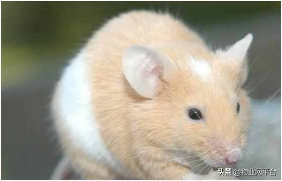 怎么滅鼠最有效(怎么滅鼠最有效的辦法)