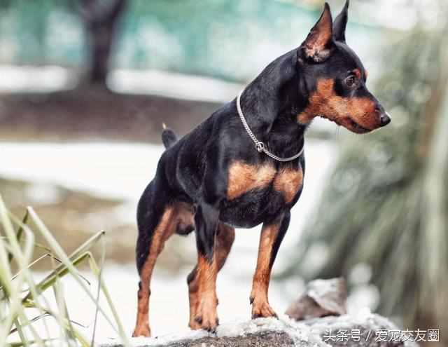 狗狗可愛圖片大全（狗狗圖片大全可愛圖片）