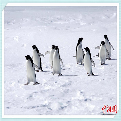 cav音响为什么那么贵(猫王音响为什么那么贵)