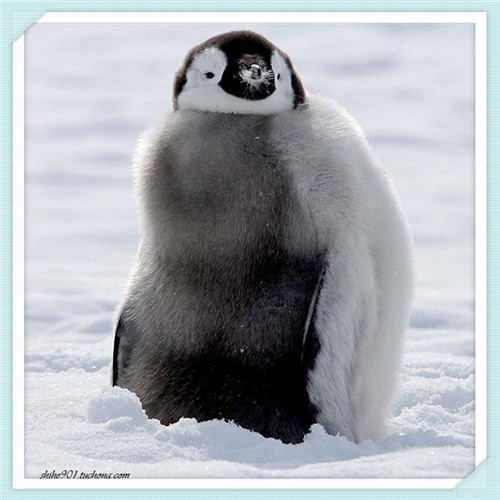 美国保利地暖管（美国保利地暖管怎么样）