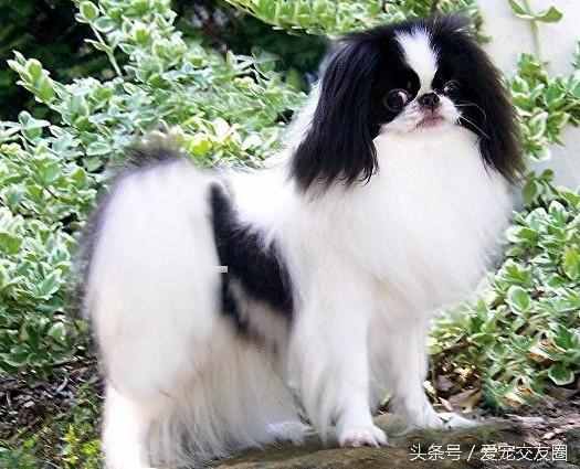 狗狗可愛圖片大全（狗狗圖片大全可愛圖片）