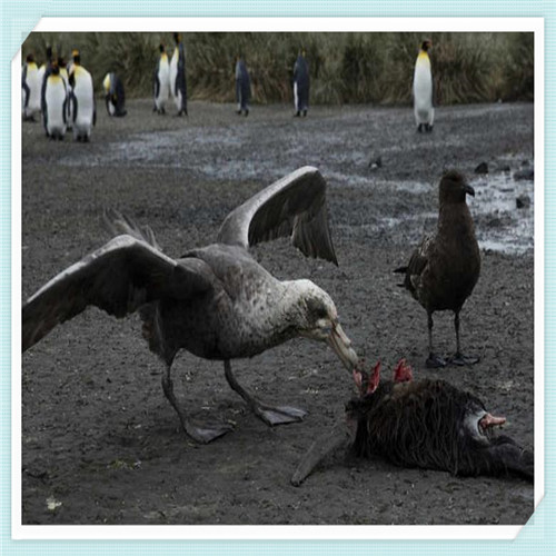 东风本田竞瑞为什么会停产（本田竞瑞为什么停产了）