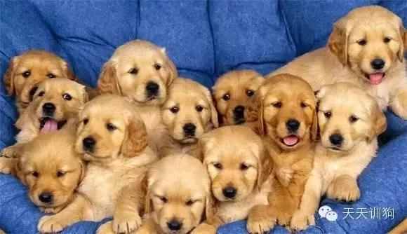 在哪买宠物狗比较好（在哪里买宠物狗比较放心）