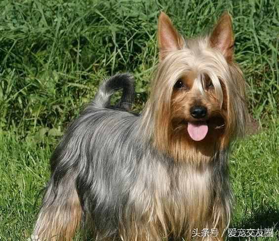 狗狗可愛圖片大全（狗狗圖片大全可愛圖片）