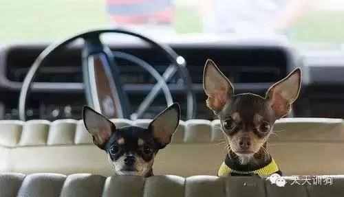 在哪买宠物狗比较好（在哪里买宠物狗比较放心）