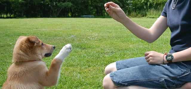 狗狗訓練方法有哪些（狗狗基本訓練有哪些）