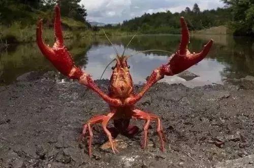 龙虾和世界杯关系(世界杯期间,比C罗还“红”的小龙虾,被球迷3小时吃掉153万只)