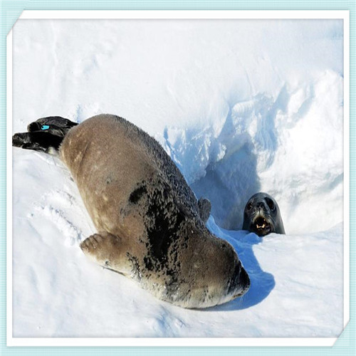 雅马哈吉他音色怎么样(雅马哈的吉他好吗)