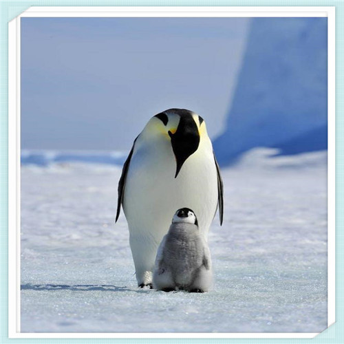 皇后的秘密蓝色面膜（皇后的秘密蓝色面膜敷多久）