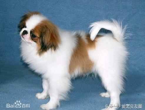 狗狗可愛圖片大全（狗狗圖片大全可愛圖片）