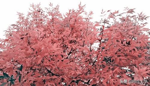 维奇是条黑黄双色犬（《失重的荣誉》衷心办事的警犬拉拉，如何避免被抢功？报告主人）