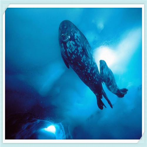 能秒玩王者荣耀的软件(可以直接玩王者的应用)