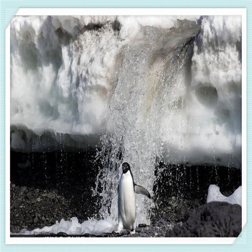 小蜜蜂钱包贷款怎么样（小蜜蜂贷款平台怎么样）