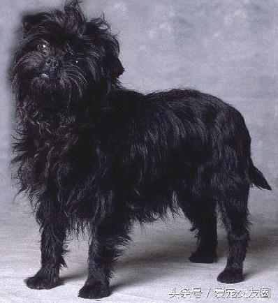 狗狗可愛圖片大全（狗狗圖片大全可愛圖片）