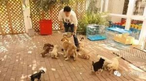 在哪买宠物狗比较好（在哪里买宠物狗比较放心）-华海博客