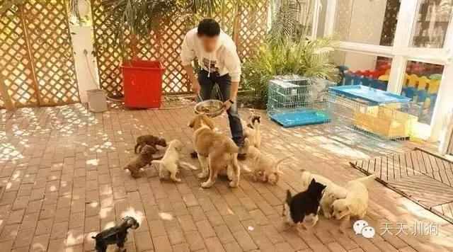 在哪买宠物狗比较好（在哪里买宠物狗比较放心）