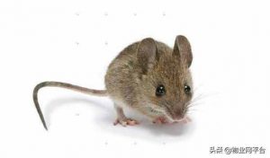 怎么滅鼠最有效（怎么滅鼠最有效的辦法）-华海博客