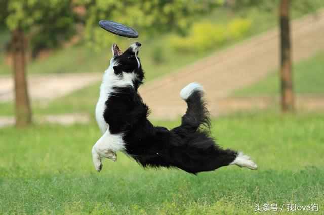 训狗的最佳时间什么时候（什么时候买狗最佳时间）