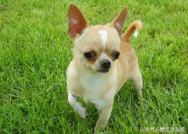 狗狗可愛圖片大全（狗狗圖片大全可愛圖片）