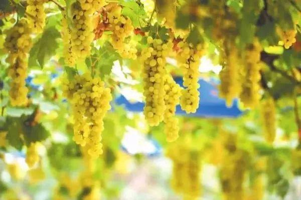 吐鲁番到库车(库车机场最新航班时刻表调整,新增两条航线(珍藏版))