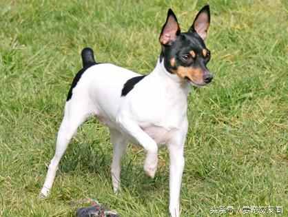 狗狗可愛圖片大全（狗狗圖片大全可愛圖片）