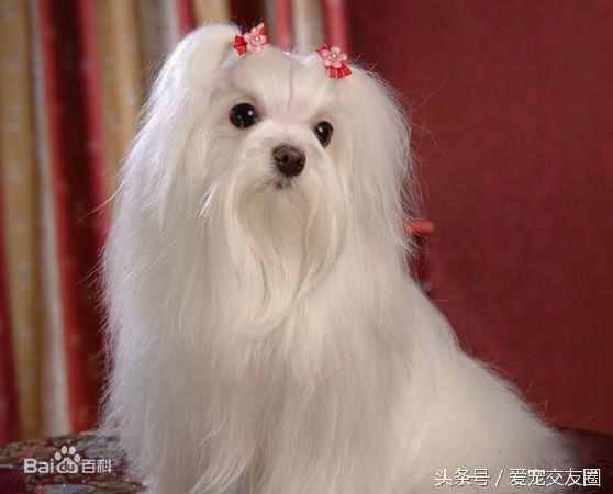 狗狗可愛圖片大全（狗狗圖片大全可愛圖片）