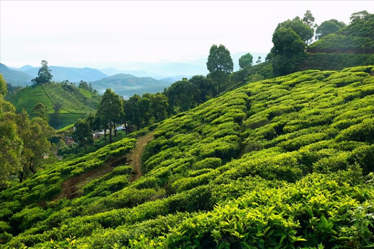 宝石如白菜的斯里兰卡(斯里兰卡:印度洋上的明珠,与印度关系极其复杂,如今却心向中国)