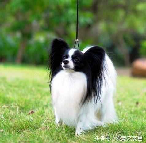 狗狗可愛圖片大全（狗狗圖片大全可愛圖片）