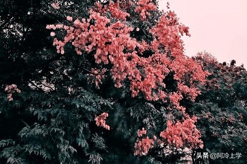 维奇是条黑黄双色犬（《失重的荣誉》衷心办事的警犬拉拉，如何避免被抢功？报告主人）