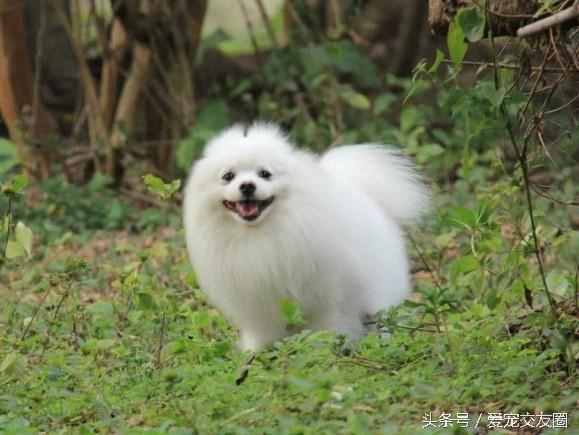 狗狗可愛圖片大全（狗狗圖片大全可愛圖片）