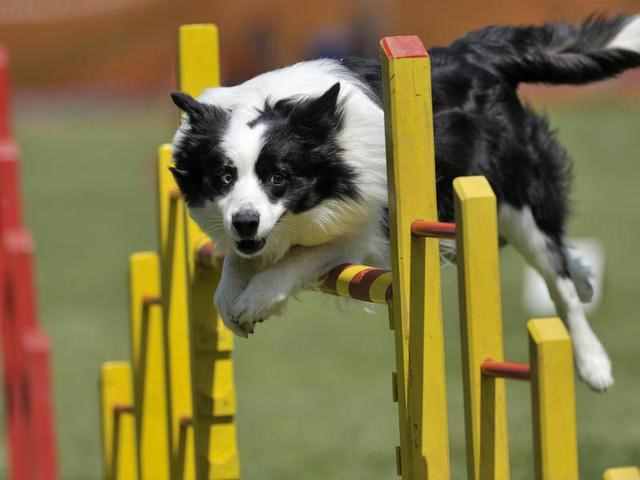 狗狗訓練方法有哪些（狗狗基本訓練有哪些）