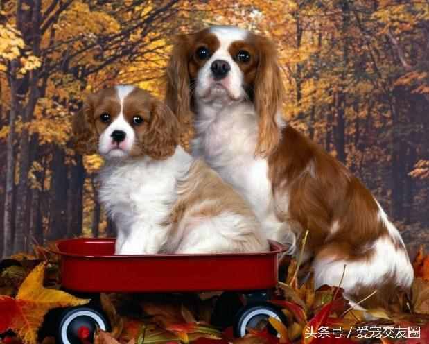 狗狗可愛圖片大全（狗狗圖片大全可愛圖片）