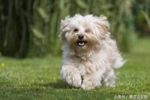 狗狗可愛圖片大全（狗狗圖片大全可愛圖片）