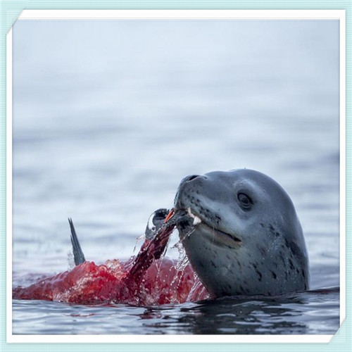 格力与奥克斯空调比较(格力空调和奥克斯空调哪个好点)