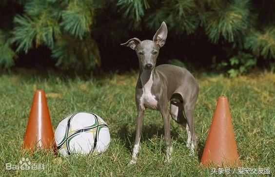 狗狗可愛圖片大全（狗狗圖片大全可愛圖片）