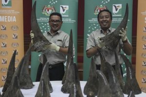 犀牛角鉴定机构(中国犀牛角鉴定机构)-华海博客