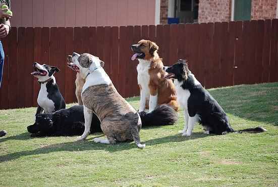 狗狗訓練方法有哪些（狗狗基本訓練有哪些）